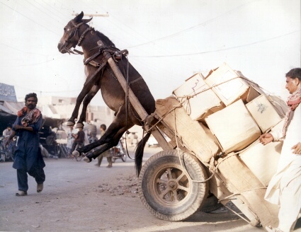 Donkey cart